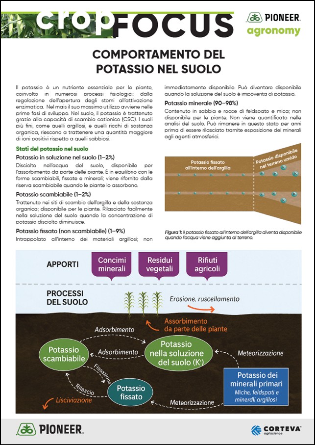 Immagine di anteprima dell'articolo