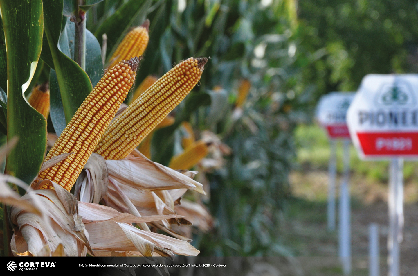 Foto dell'ibrido di mais Pioneer P0848