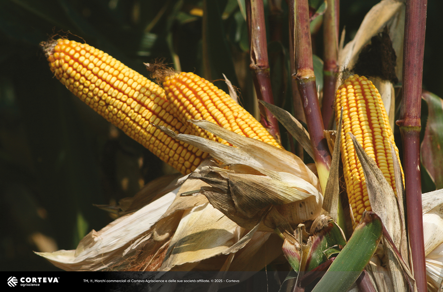 Foto dell'ibrido di mais Pioneer P0920