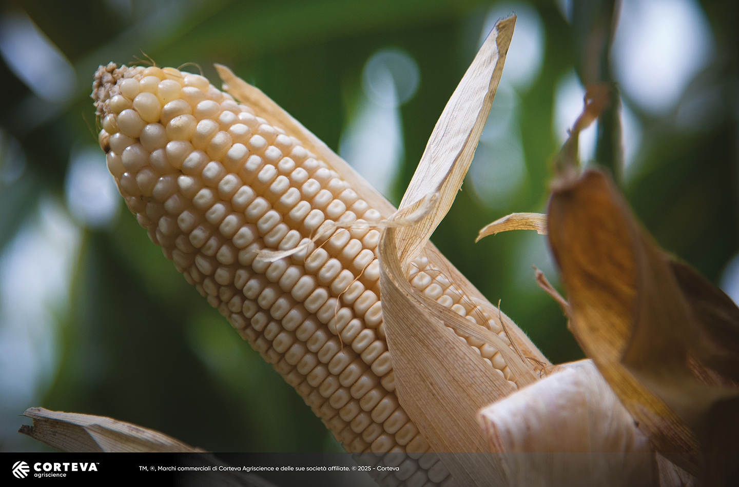 Foto dell'ibrido di mais Pioneer P1293W