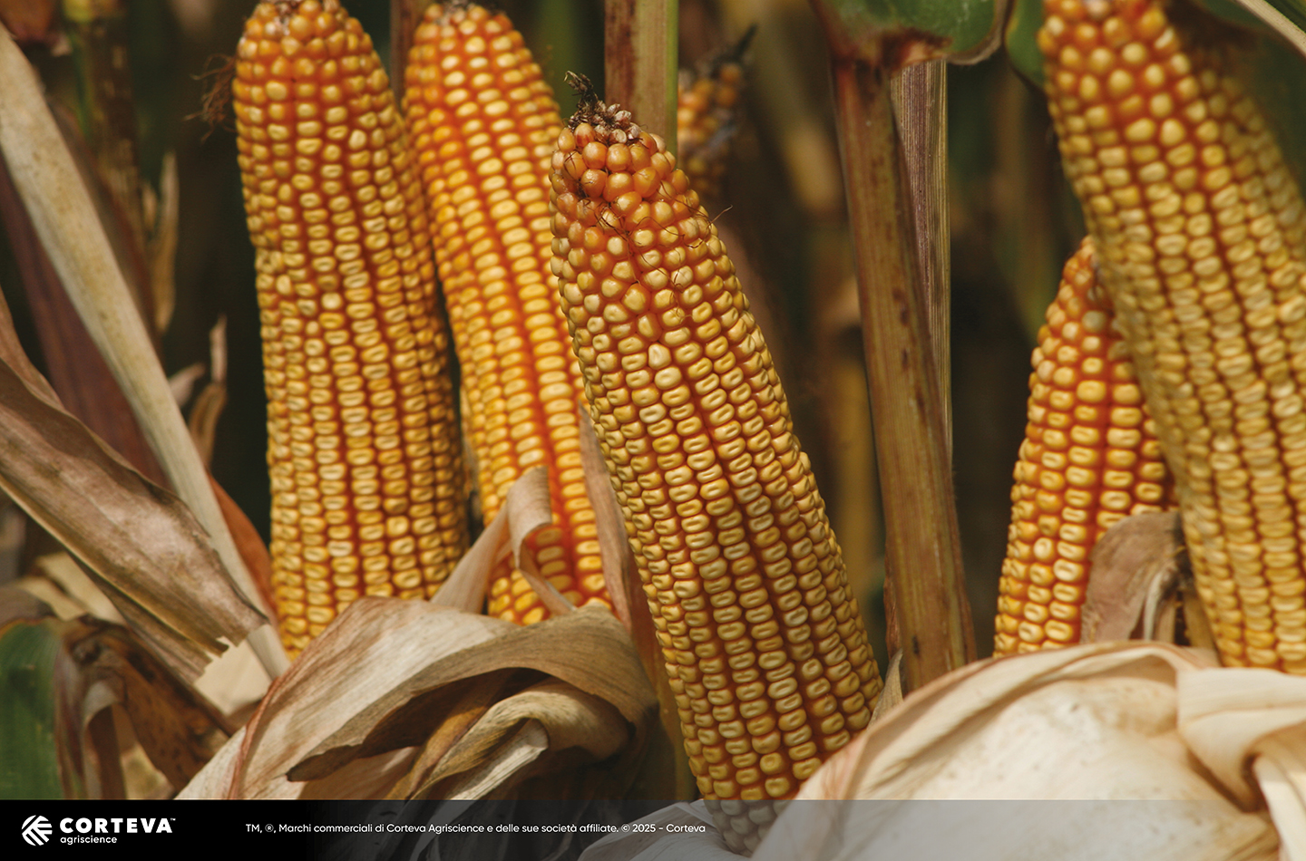 Foto dell'ibrido di mais Pioneer P1410