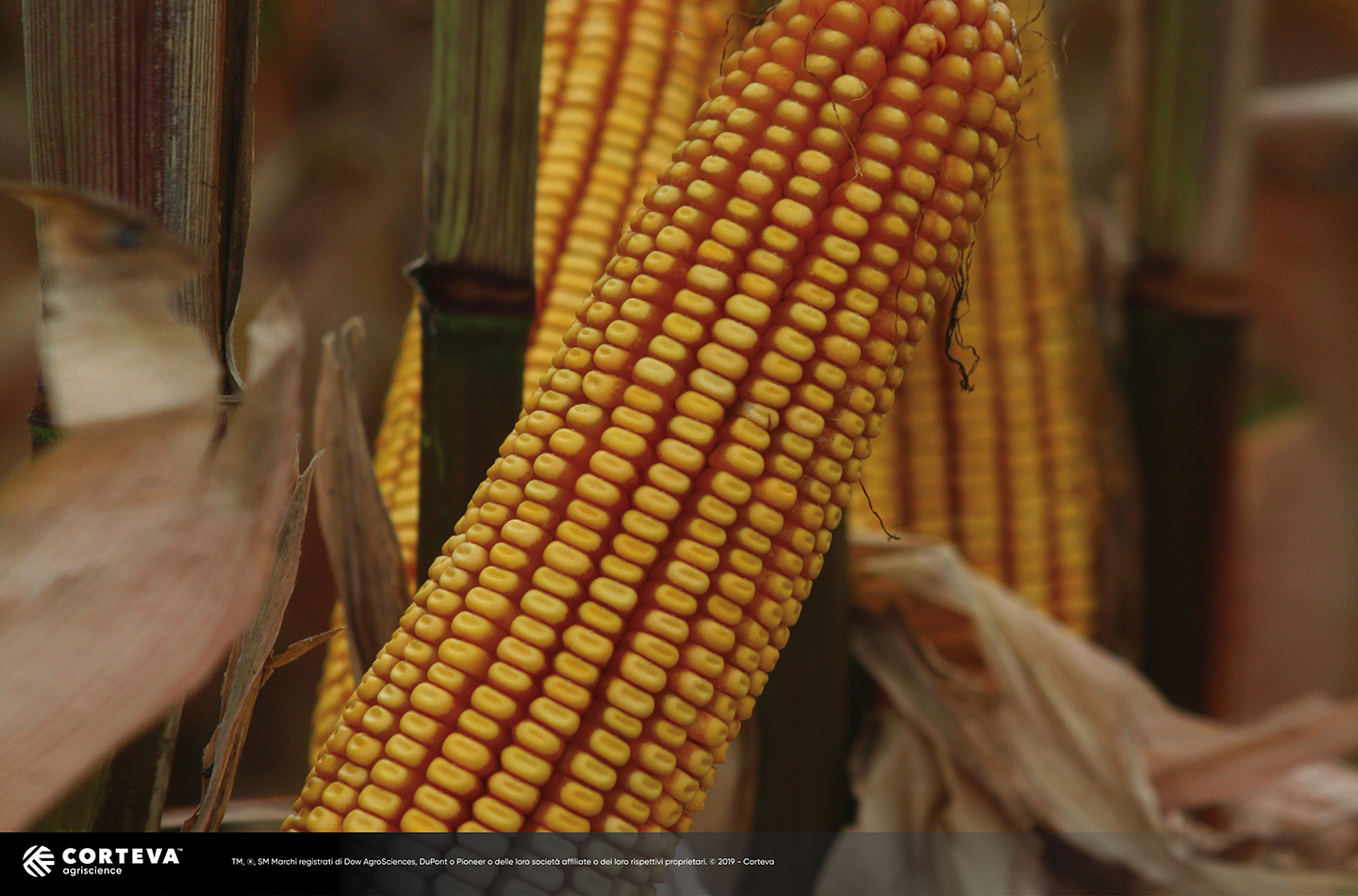 Foto dell'ibrido di mais Pioneer waxy P1570E