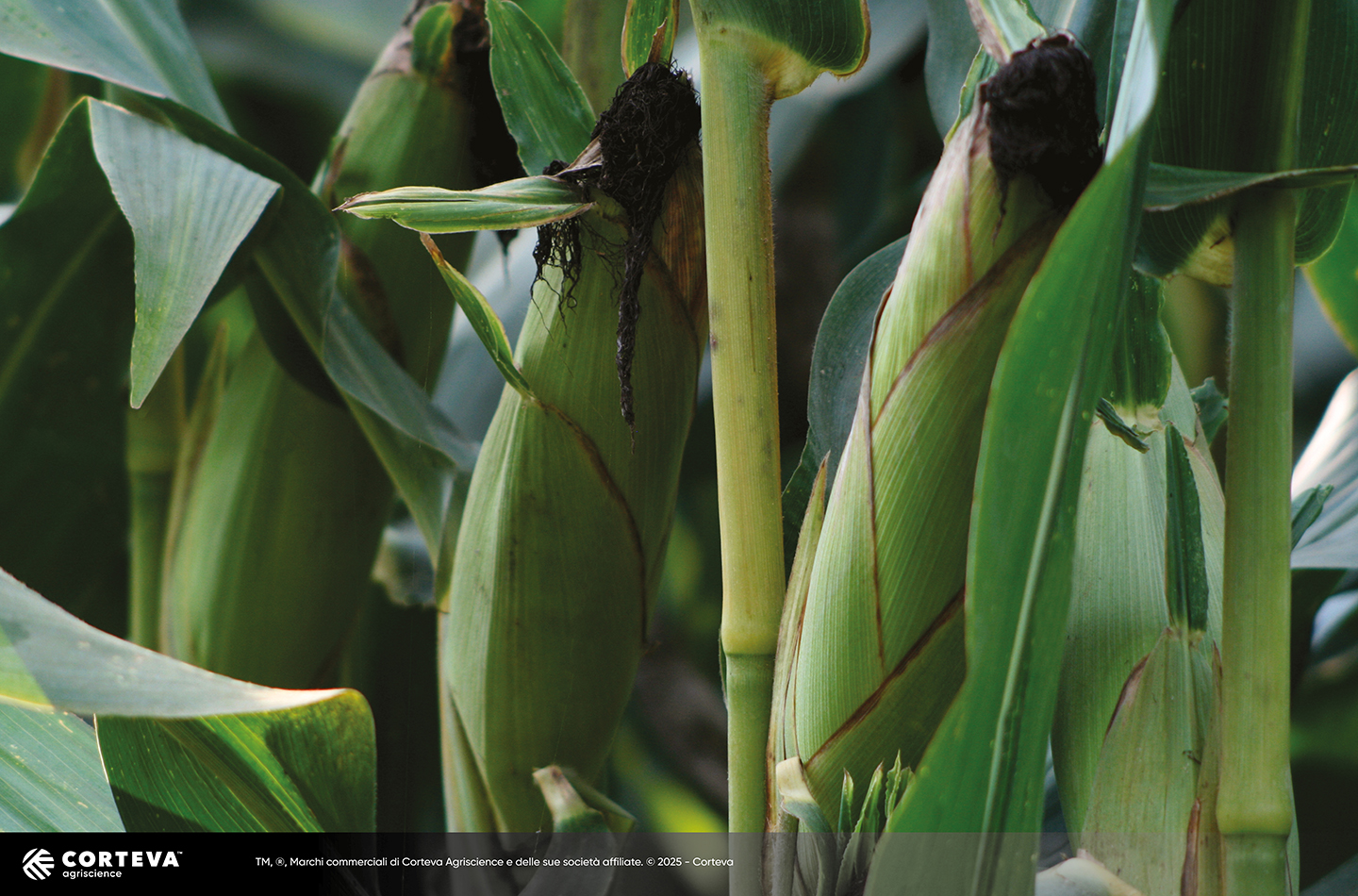 Foto dell'ibrido di mais Pioneer P2088