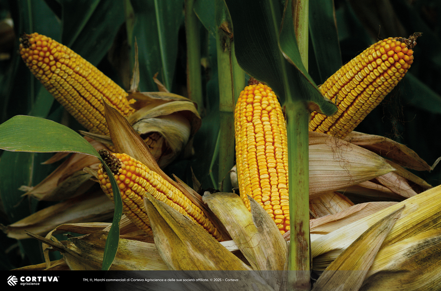 Foto dell'ibrido di mais Pioneer P21416