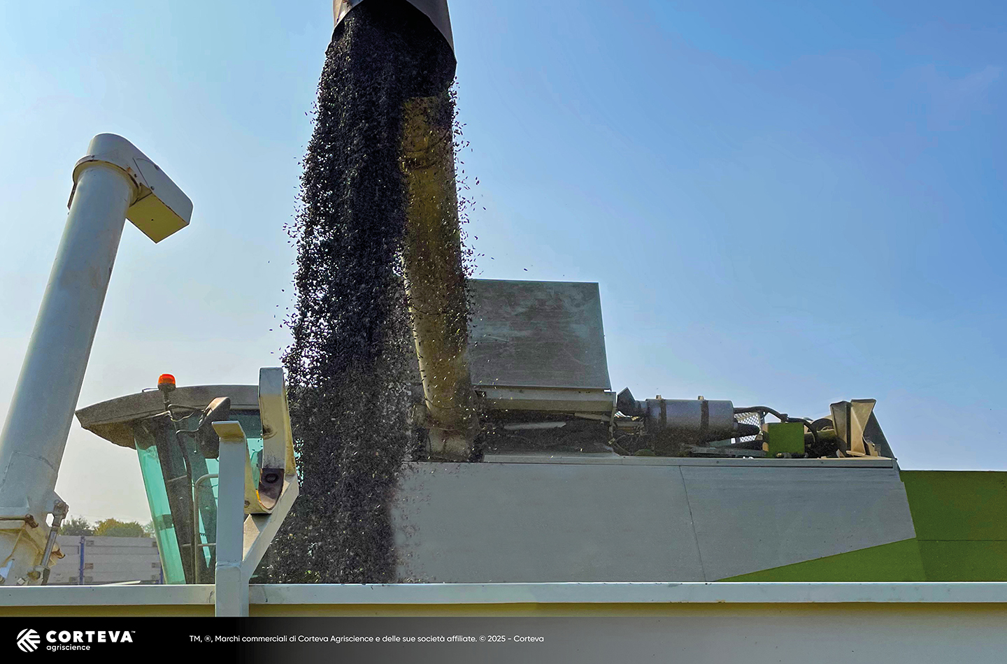 ibrido di Girasole Pioneer P64LE163