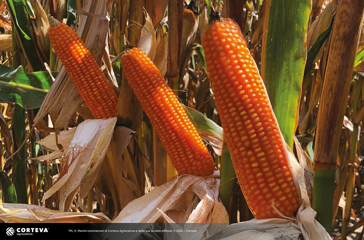 Foto dell'ibrido di mais Pioneer P9590