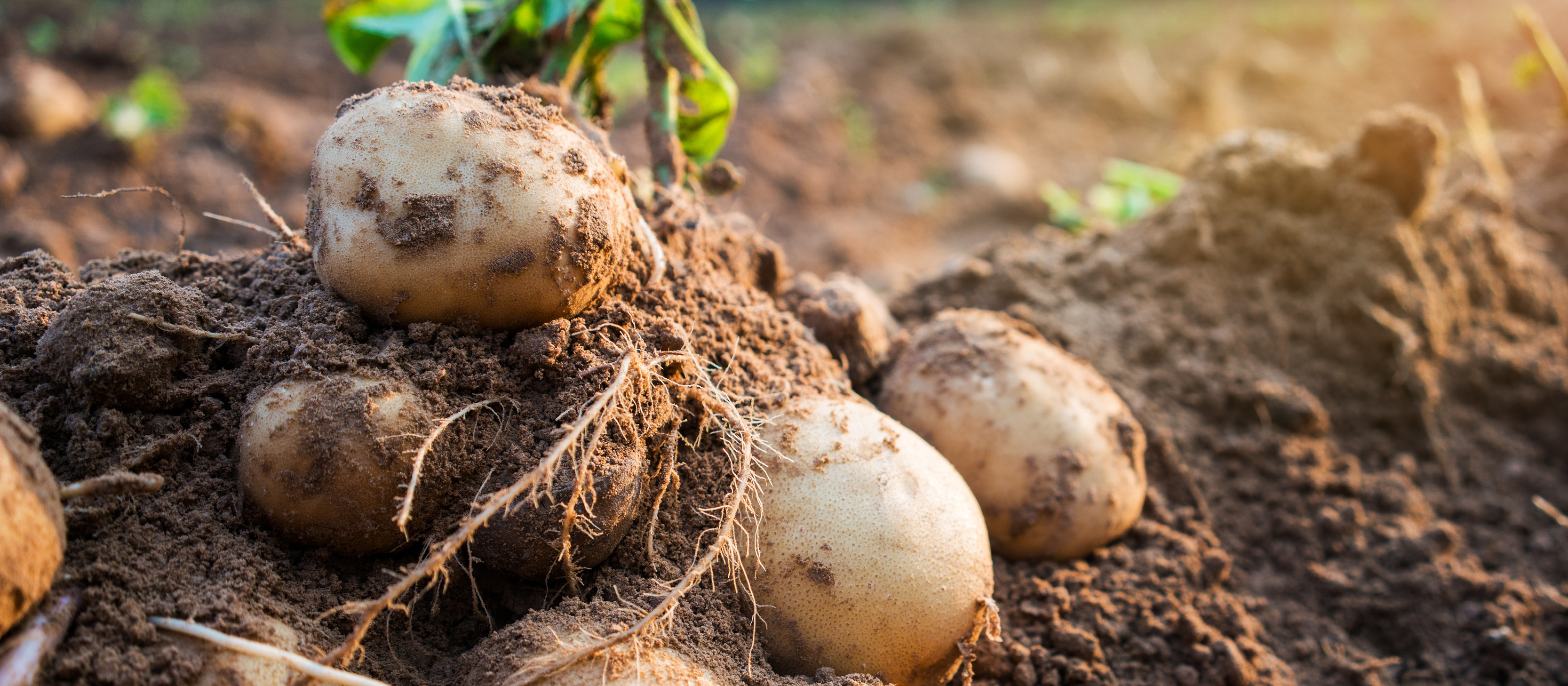 patate appena raccolte