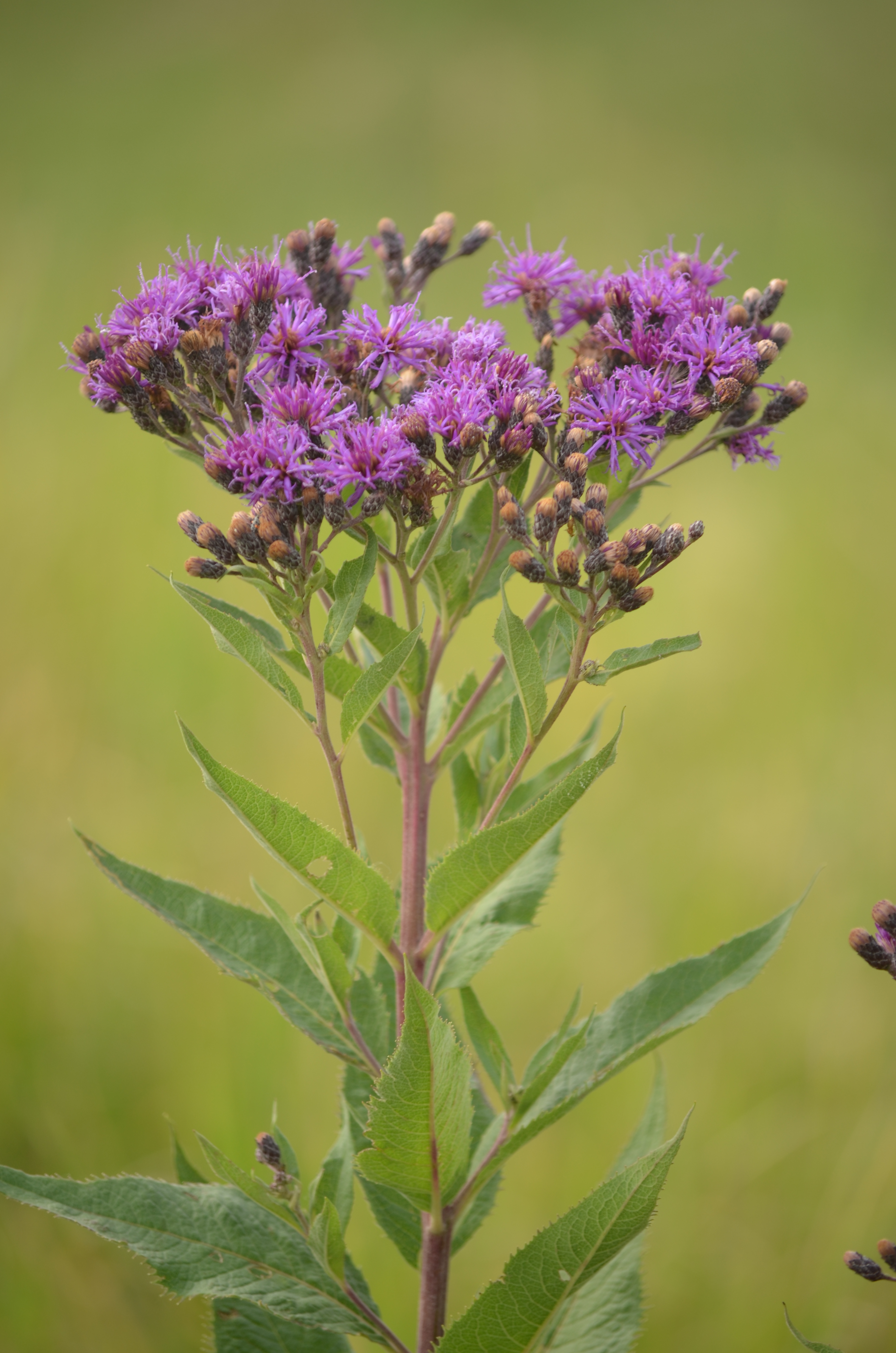 Ironweed can limit forage production and pasture utilization