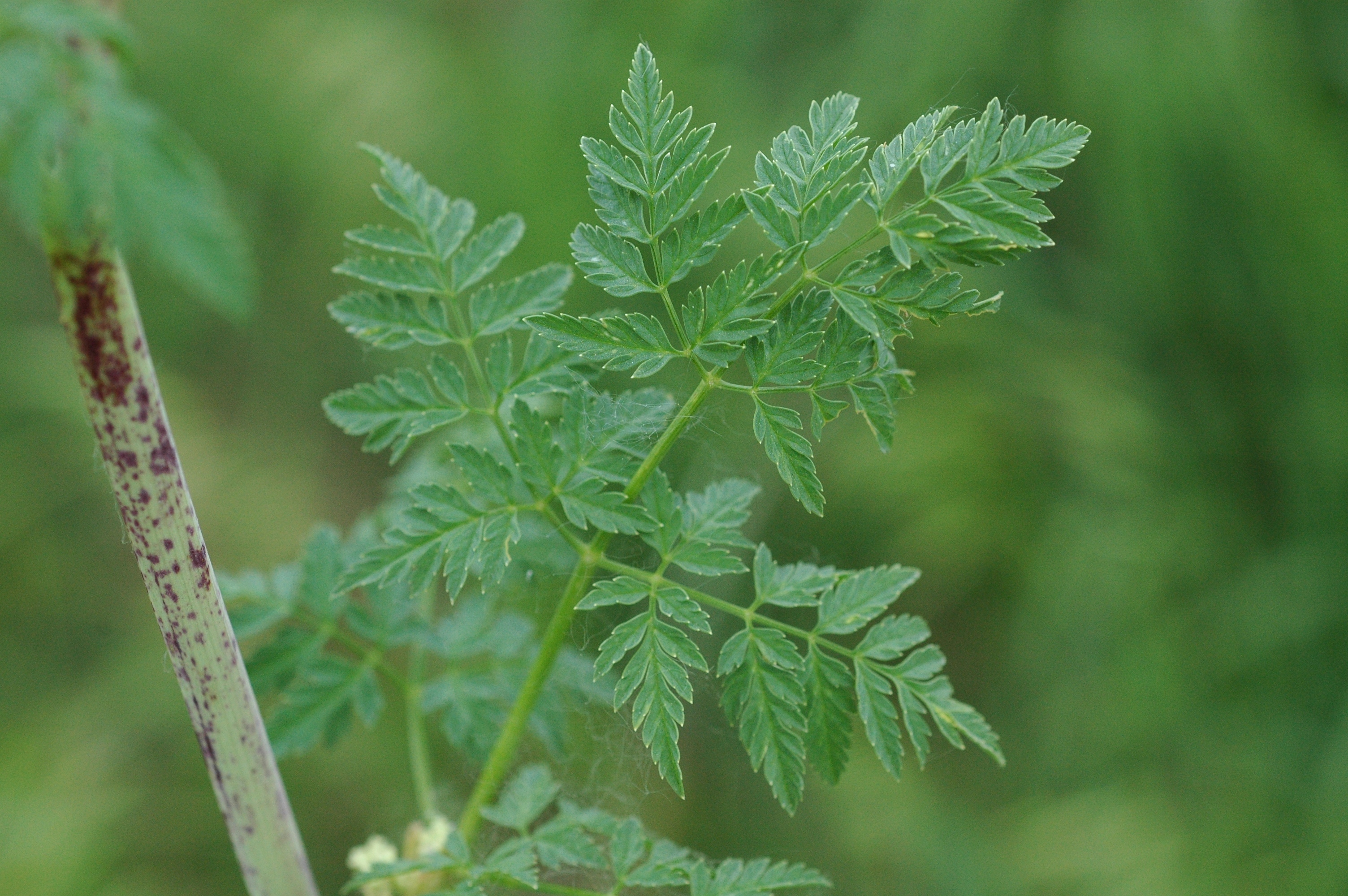 Poison hemlock is a growing challenge for cattle producers