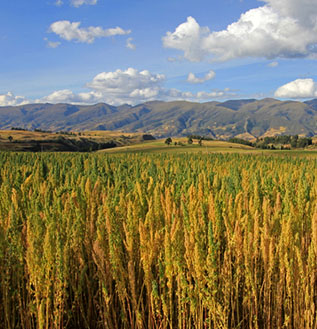 crop field with mountain range in the distance and blue sky with a few clouds above