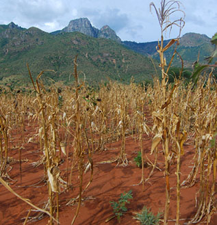 remnant of crop field after harvest with mountains in the distance