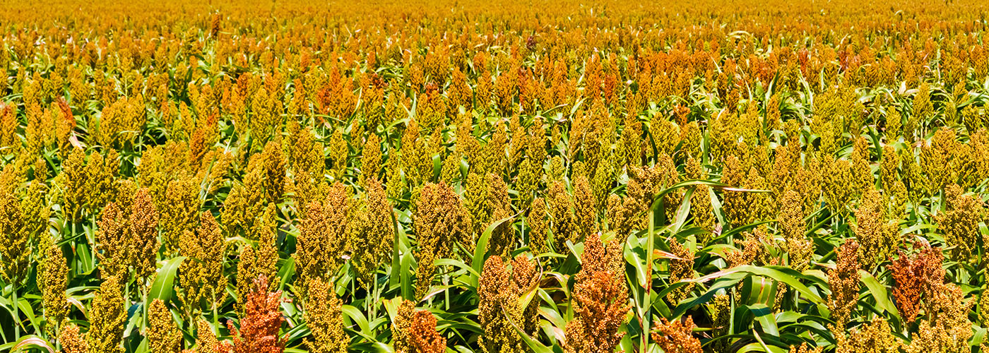 close up of colorful crop field