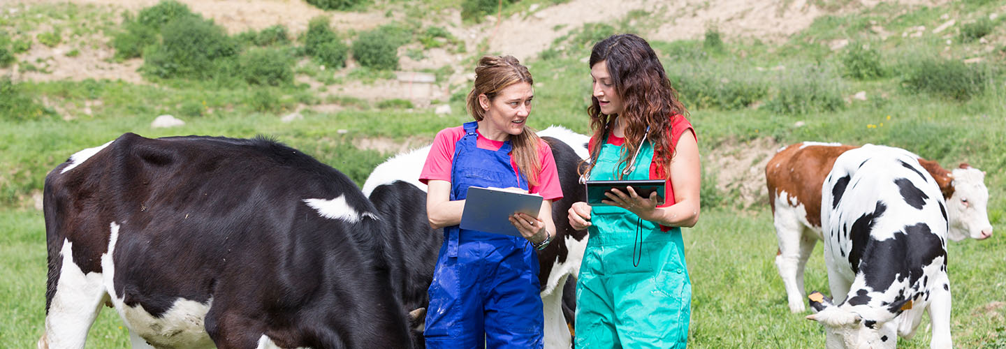 Two women in field with iPad and Clipboard with cows in background