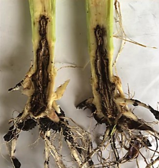 Corn root and lower stalk showing damage caused by Rhizoctonia solani.