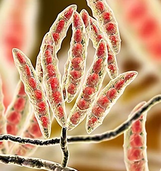 Microscopic illustration of Fusarium spores.