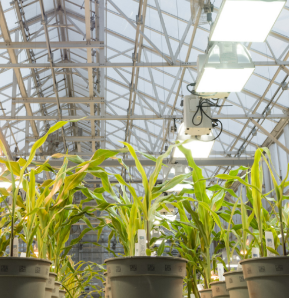 brightly lit greenhouse with rows of plants