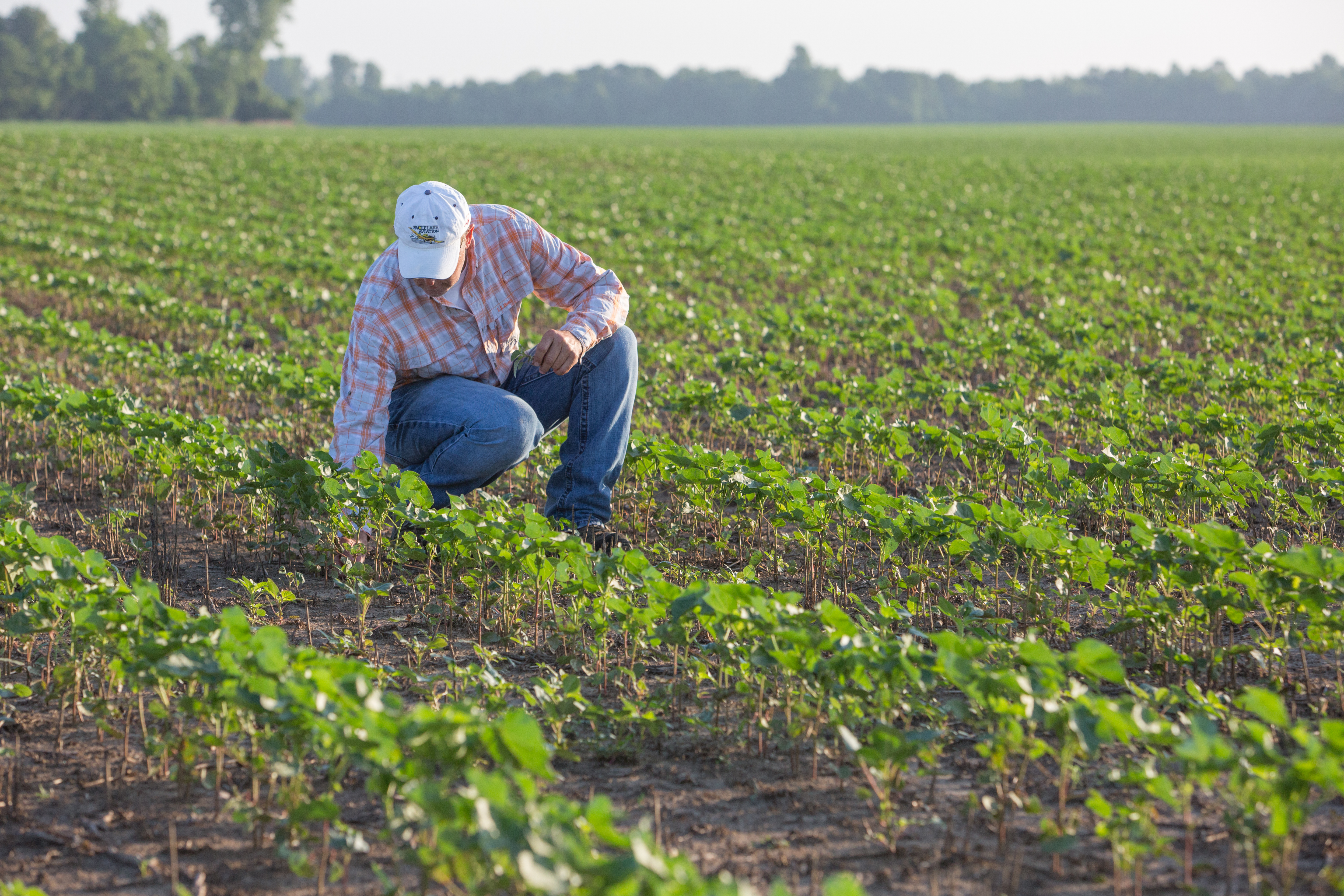 man kneeling inspecting crop rows