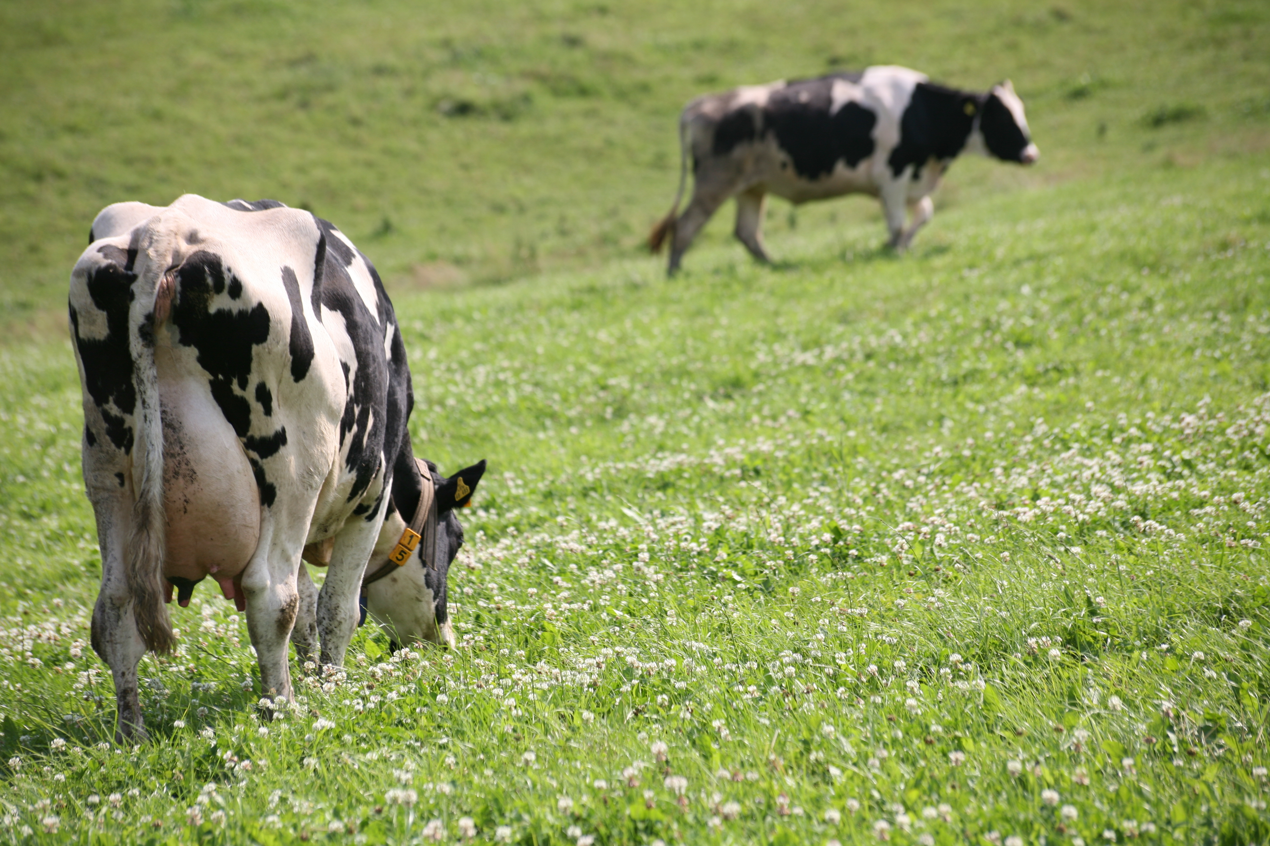 Two black-and-white Holstein dairy cows graze in a gently sloping green pasture covered with small white clover flowers.