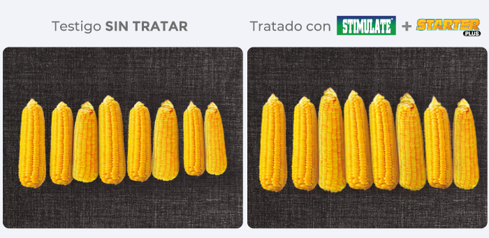 testigo/tratado