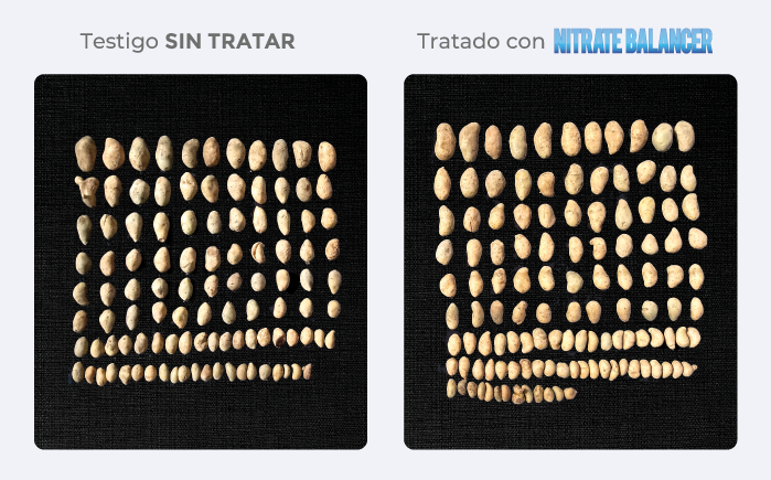 testigo/tratado