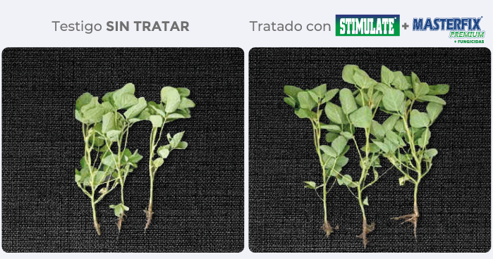 testigo/tratado