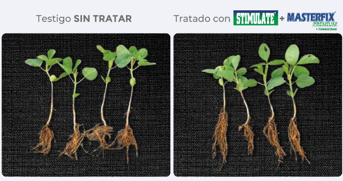 testigo/tratado