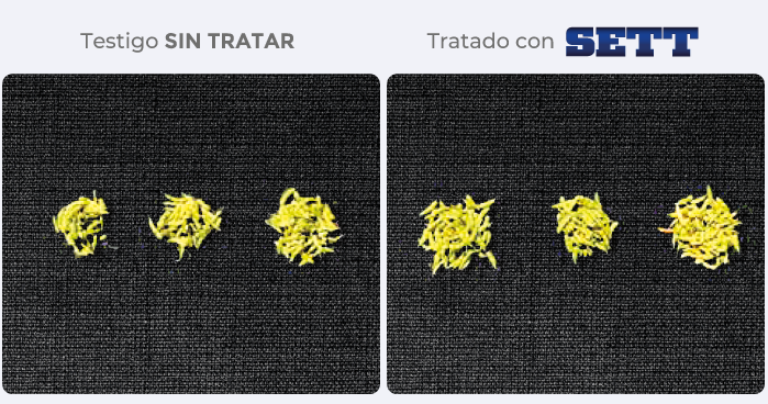ensayos