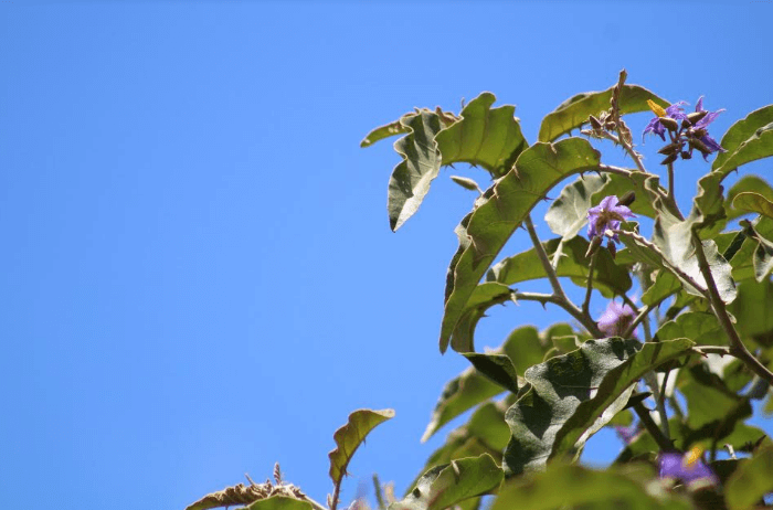 Folhagem da árvore lobeira.