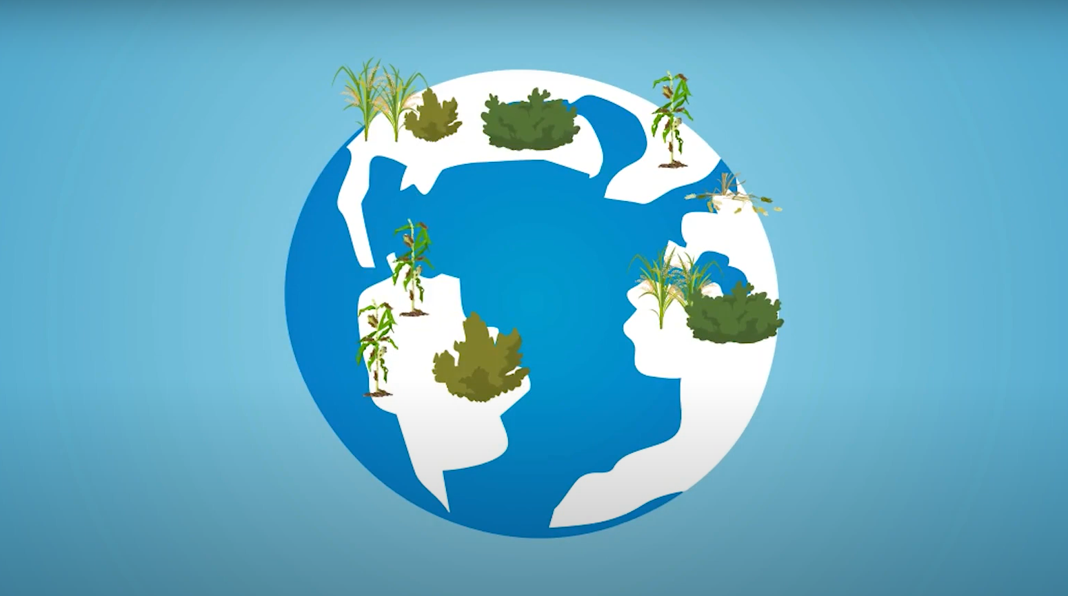 Historia de las espinosinas