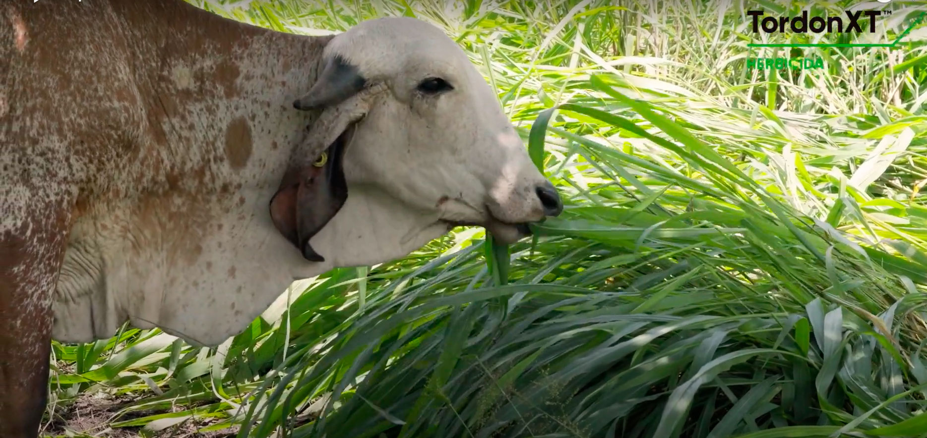 Capítulo 13 fertilización