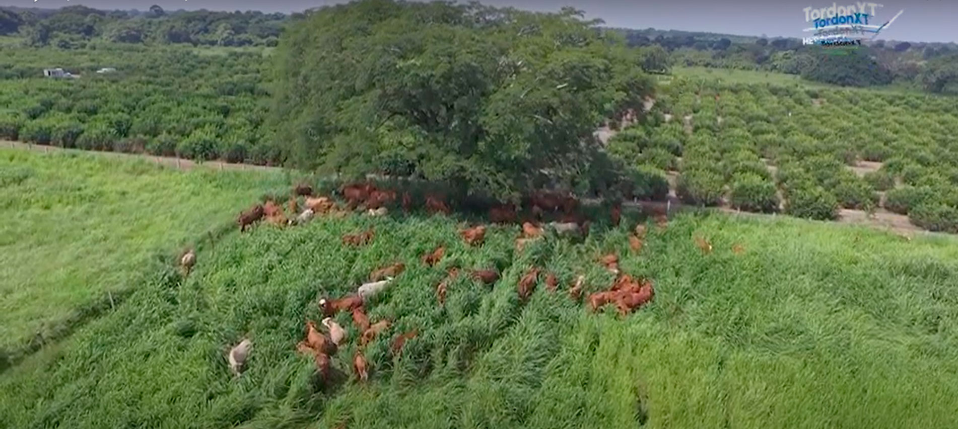 Episodio 13:  Apotreramiento Y Primer Pastoreo