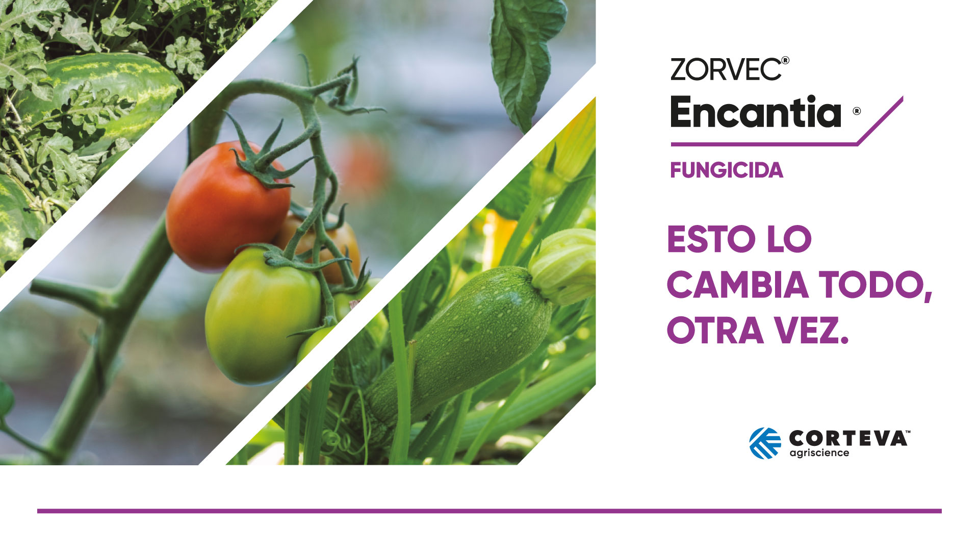 Zorvec Encantia