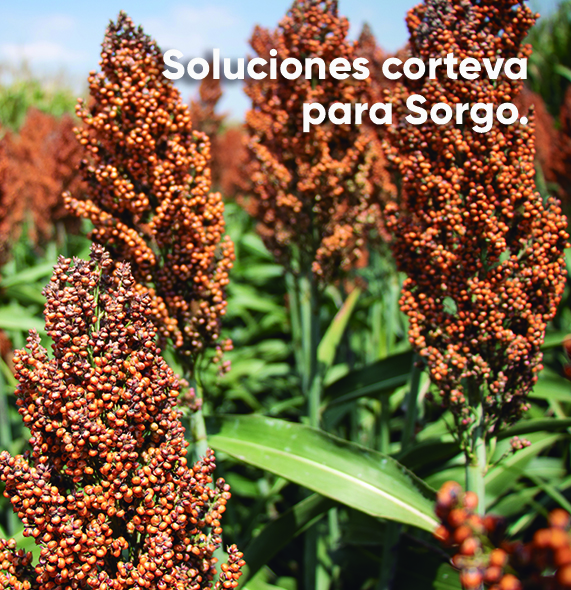 IMG-Sorgo-LA-MX-V1