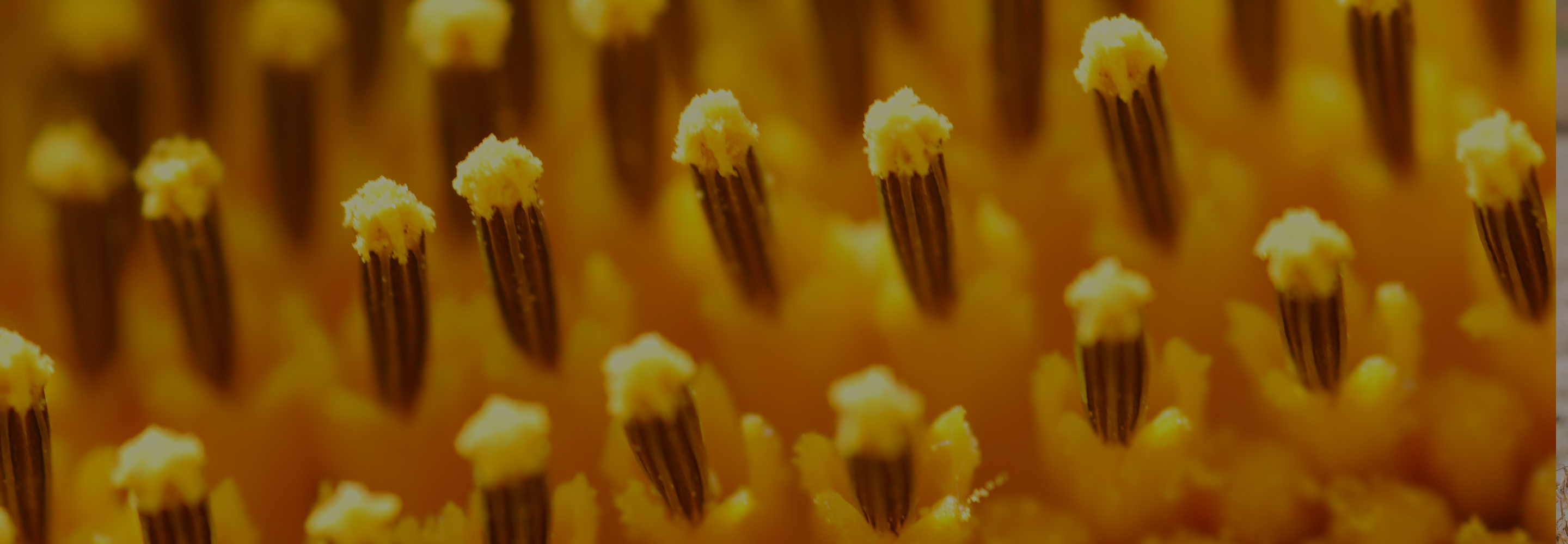 Extreme closeup of sunflower