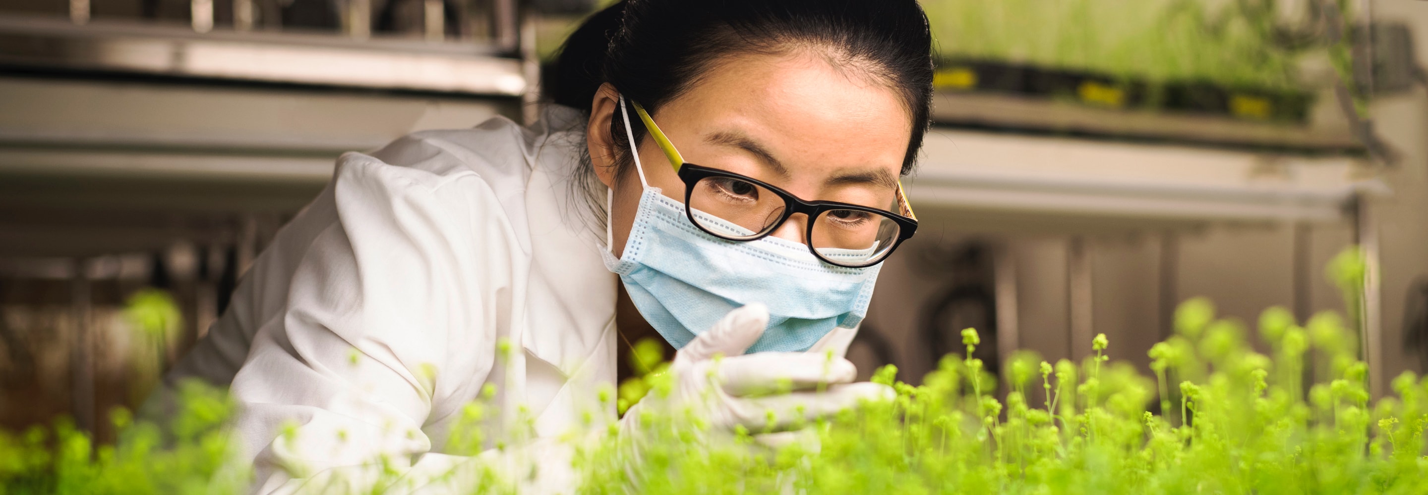 Scientist examining plants in laboratory