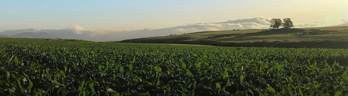 Agricultor sembrando