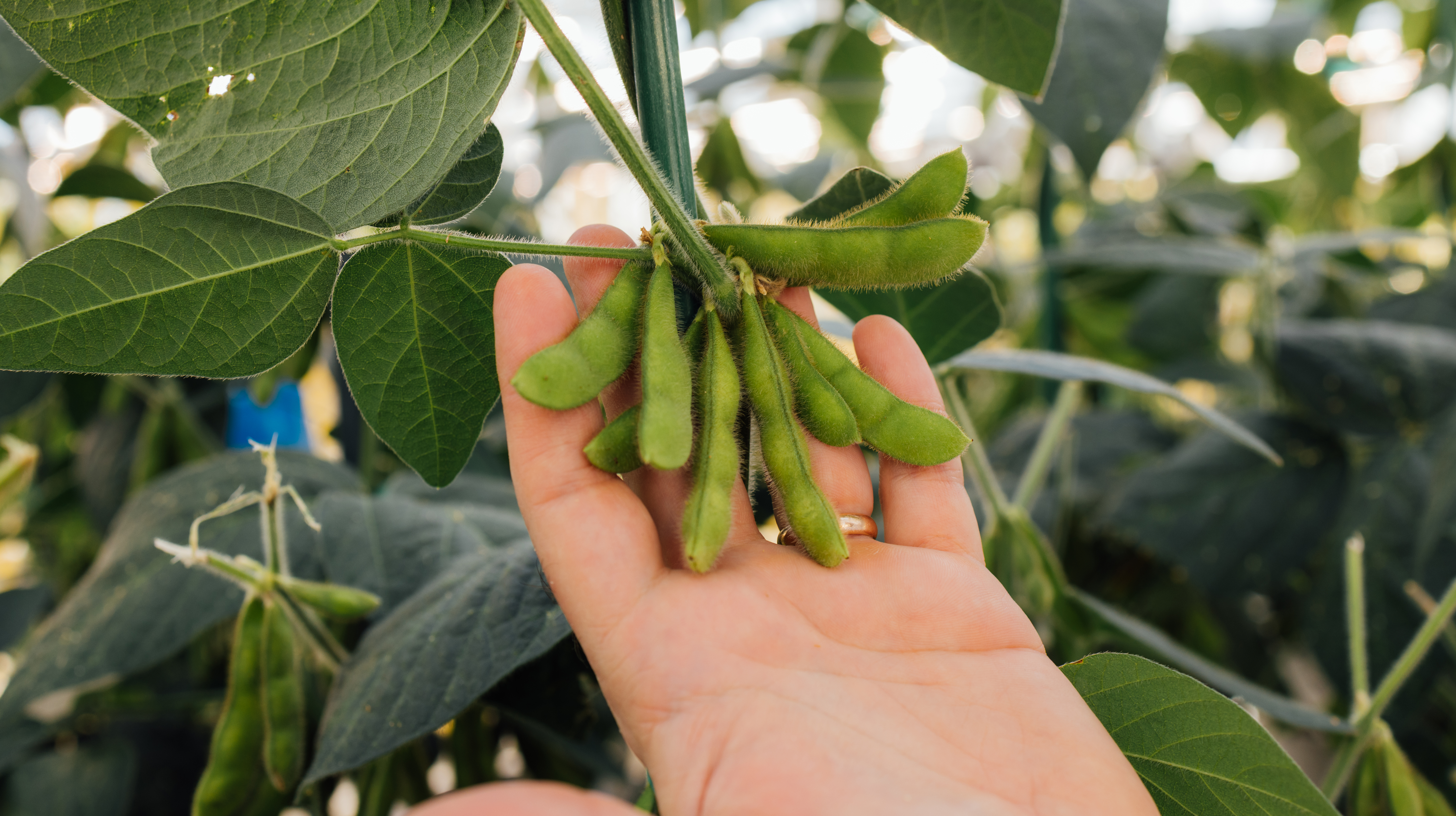 man's arms and hands holding small plant