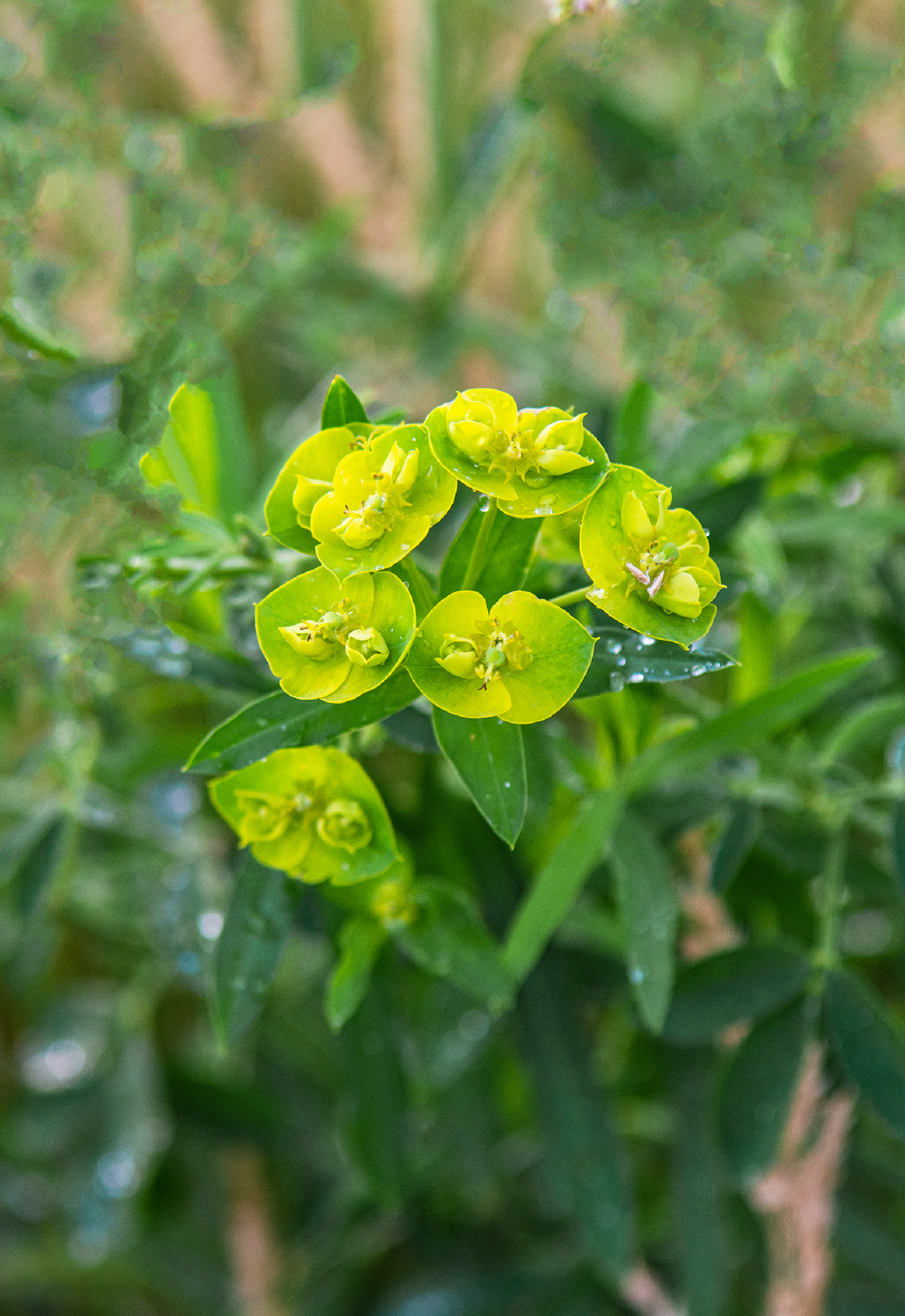Leafy Spurge