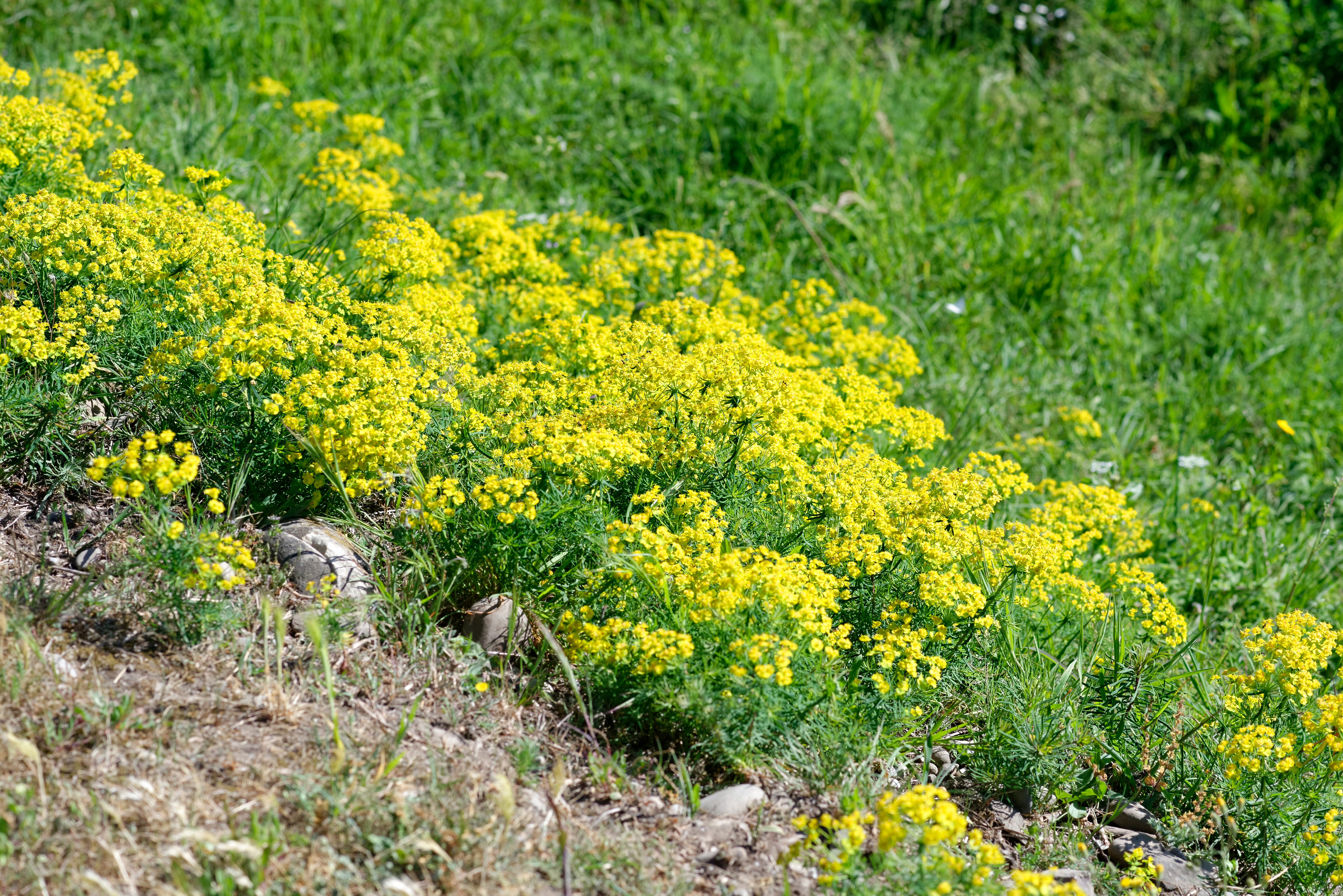 leafy spurge bush