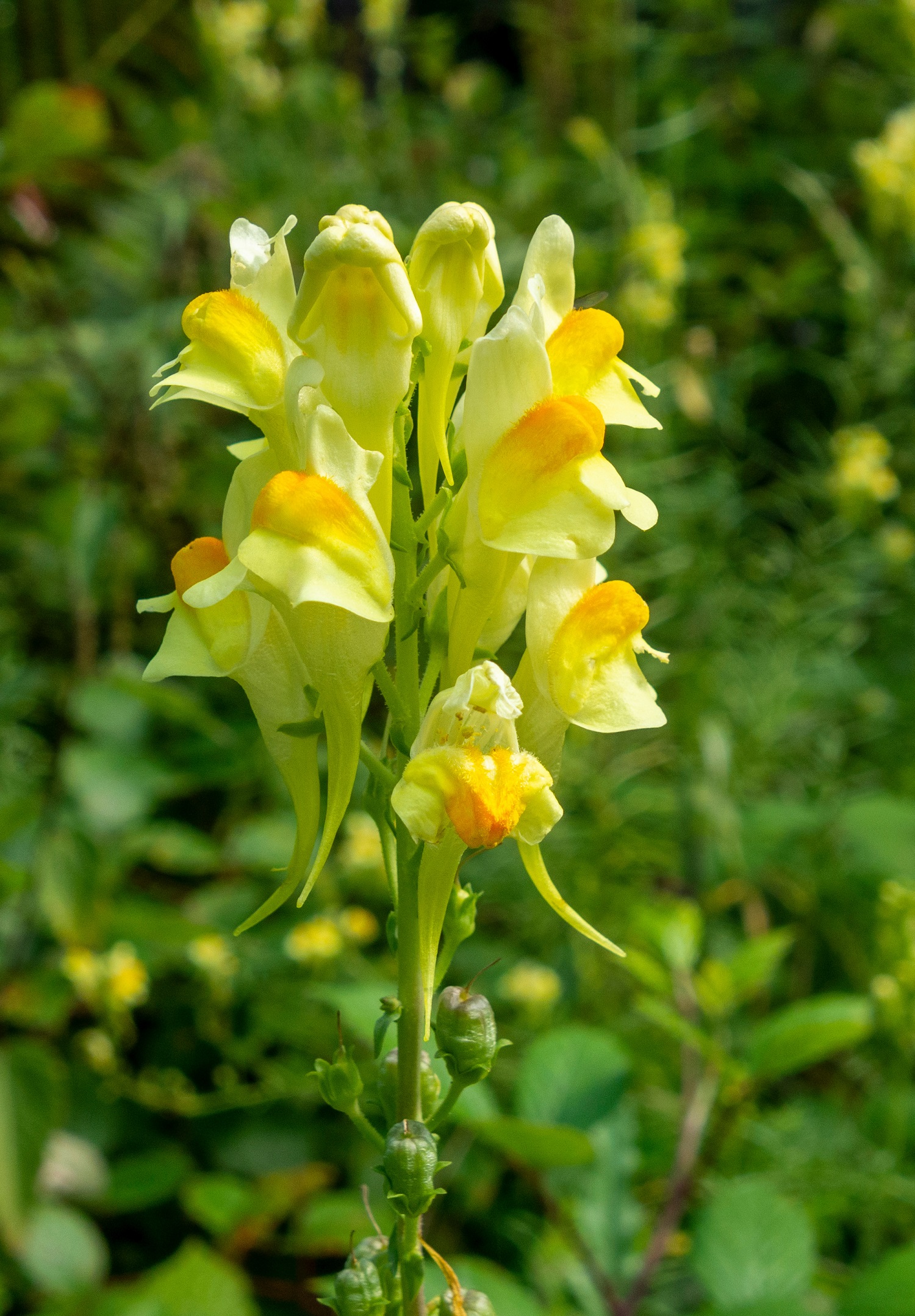 Common Yellow Toadflax