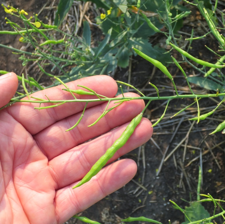 canola pod drop