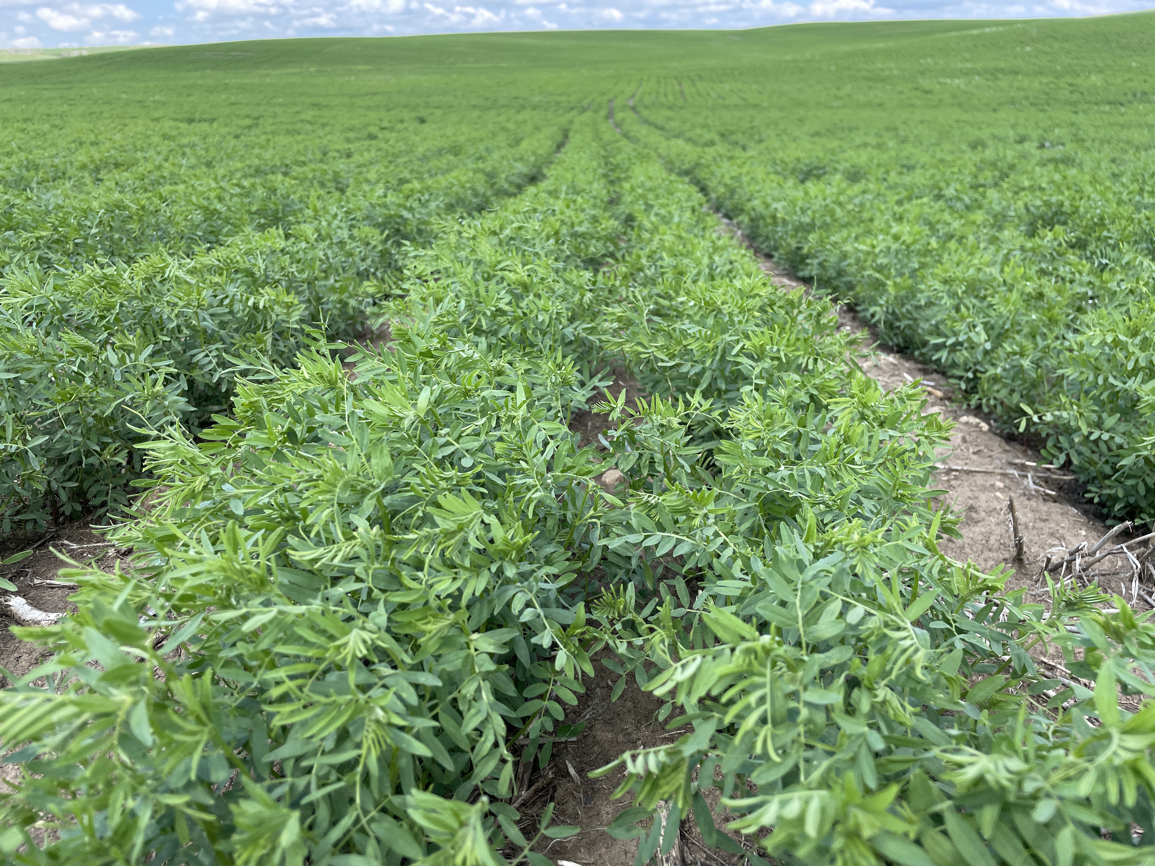 lentil field