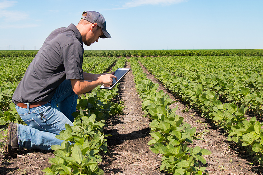 man crouching in a soybean field