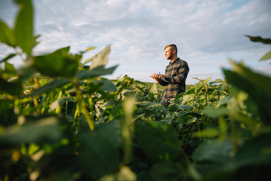 agronomist analyzing a soybean field