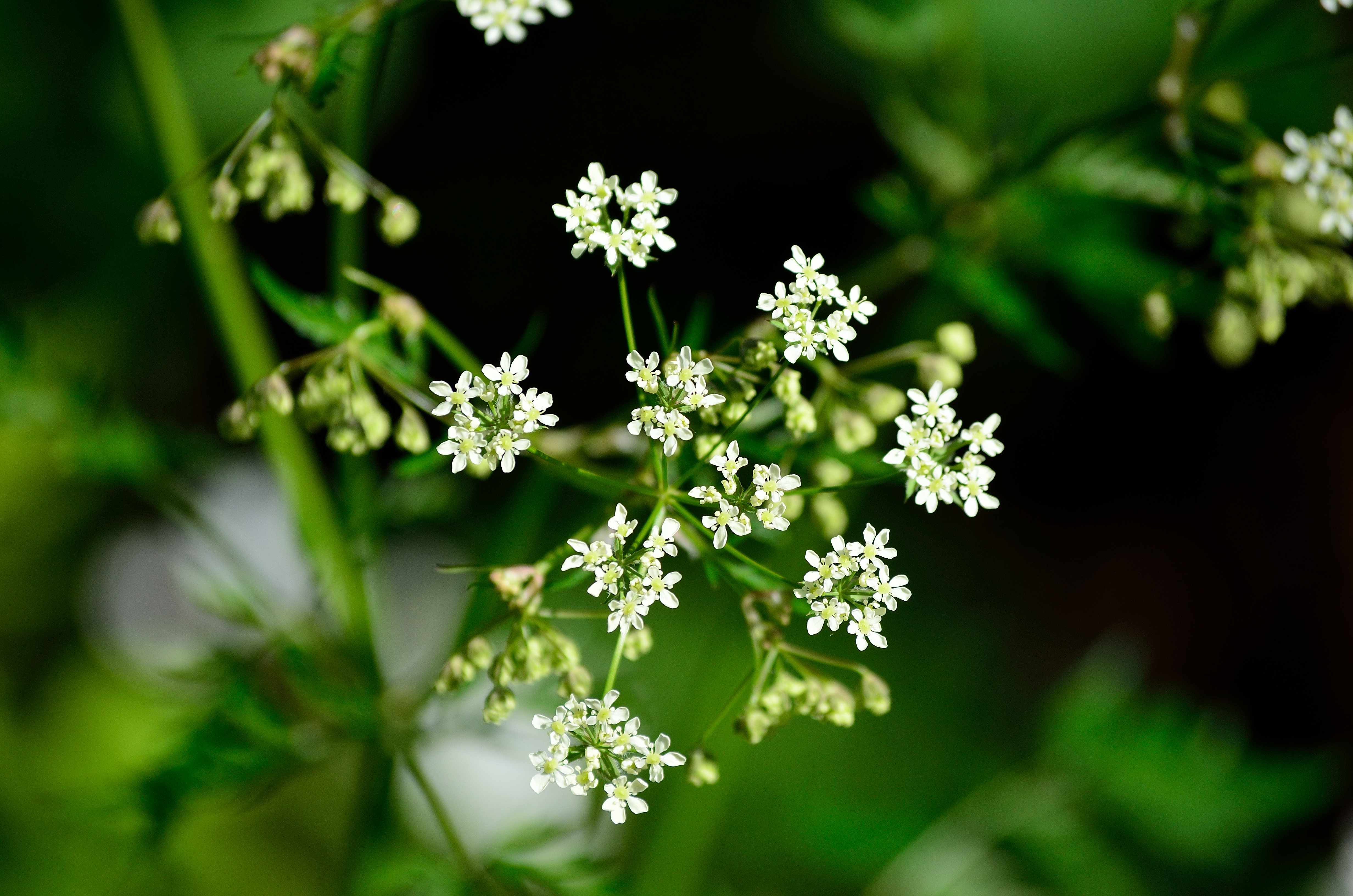 Wild Caraway Weed