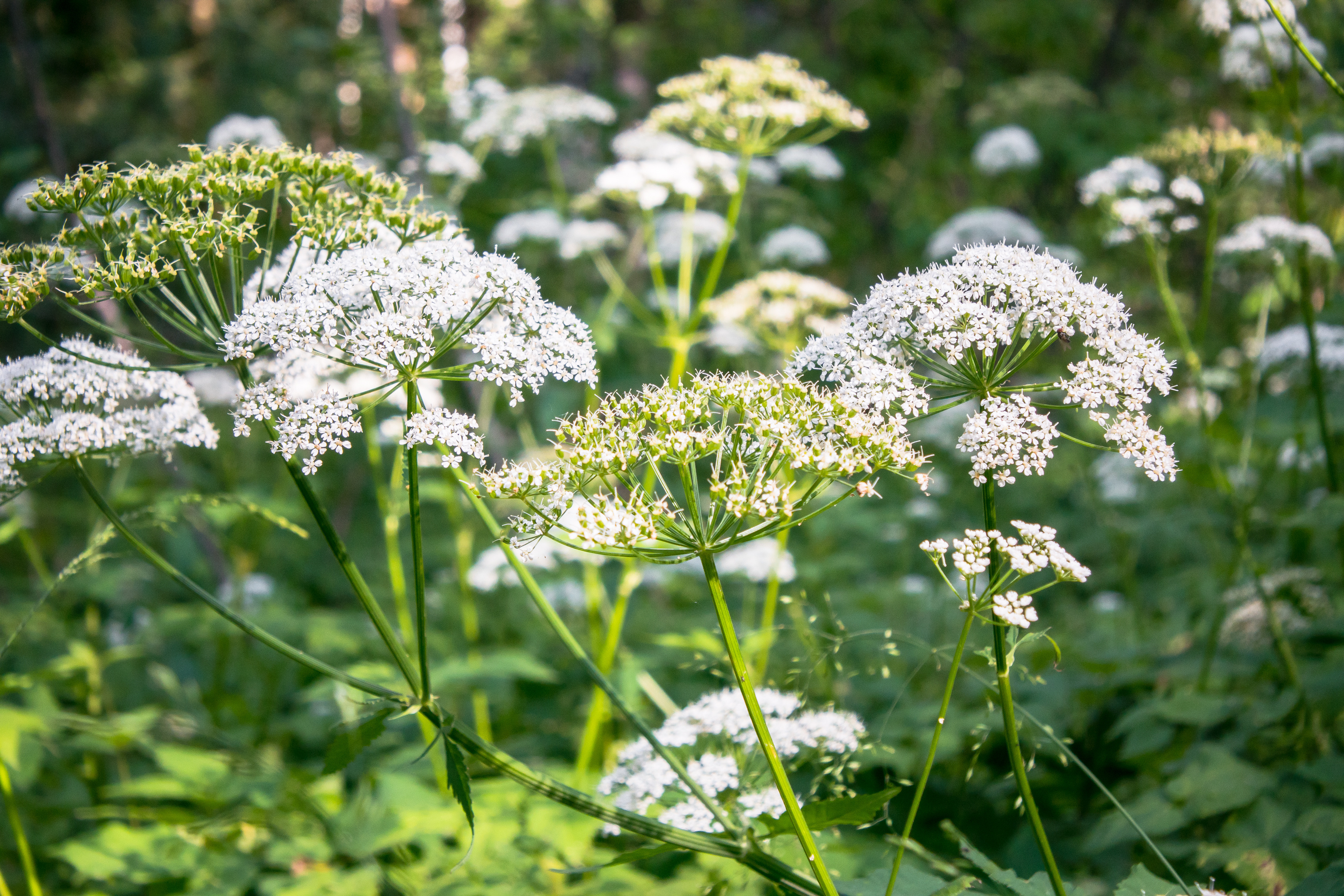 Wild Chervil Weed