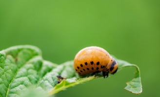 Colorado Potato Beetle