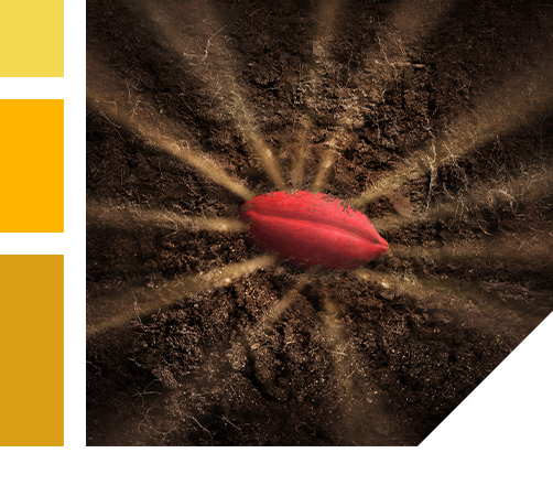 seed treated with Straxan