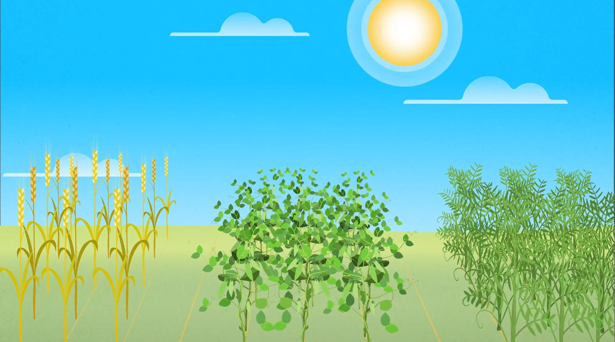 Get your cereals, peas and lentils off to a fast start with Lumivia™ CPL