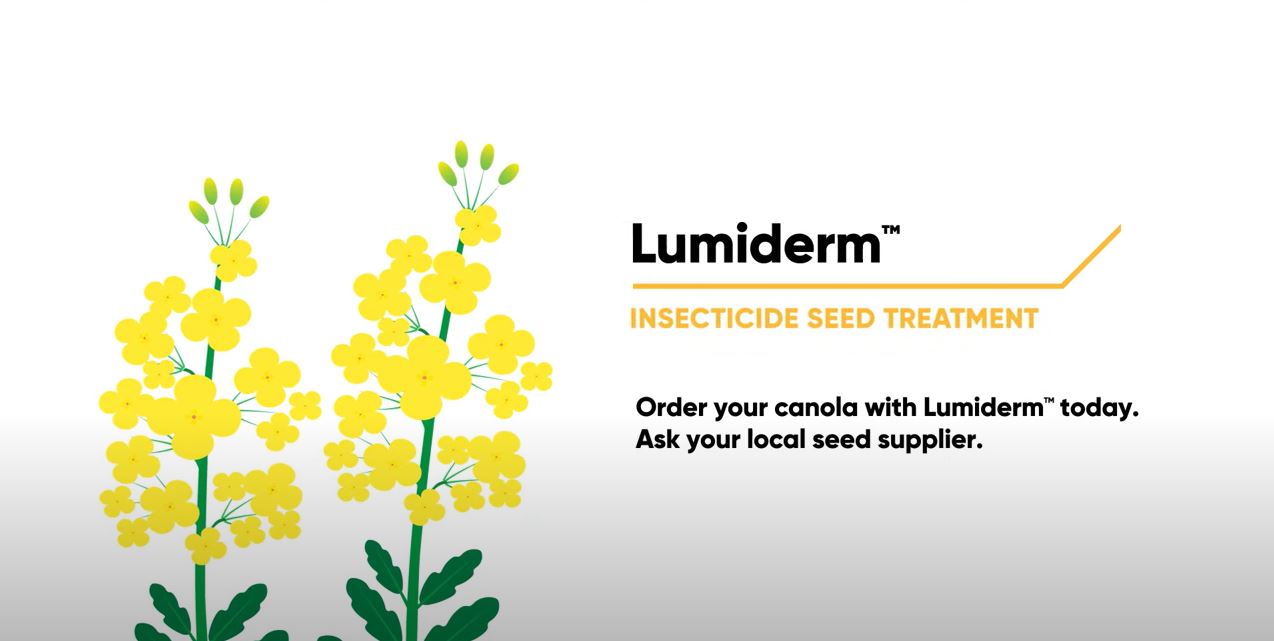 Protect your Canola with Lumiderm Insecticide Seed Treatment | Corteva Agriscience